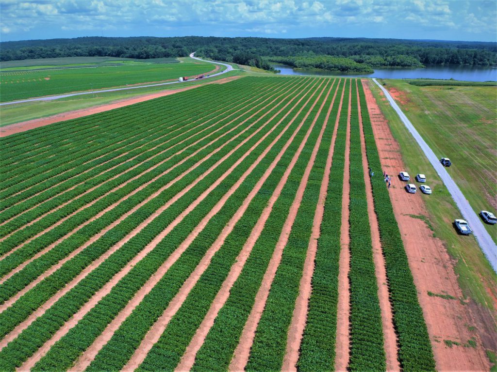 Yield Trials at Iron Horse Farm