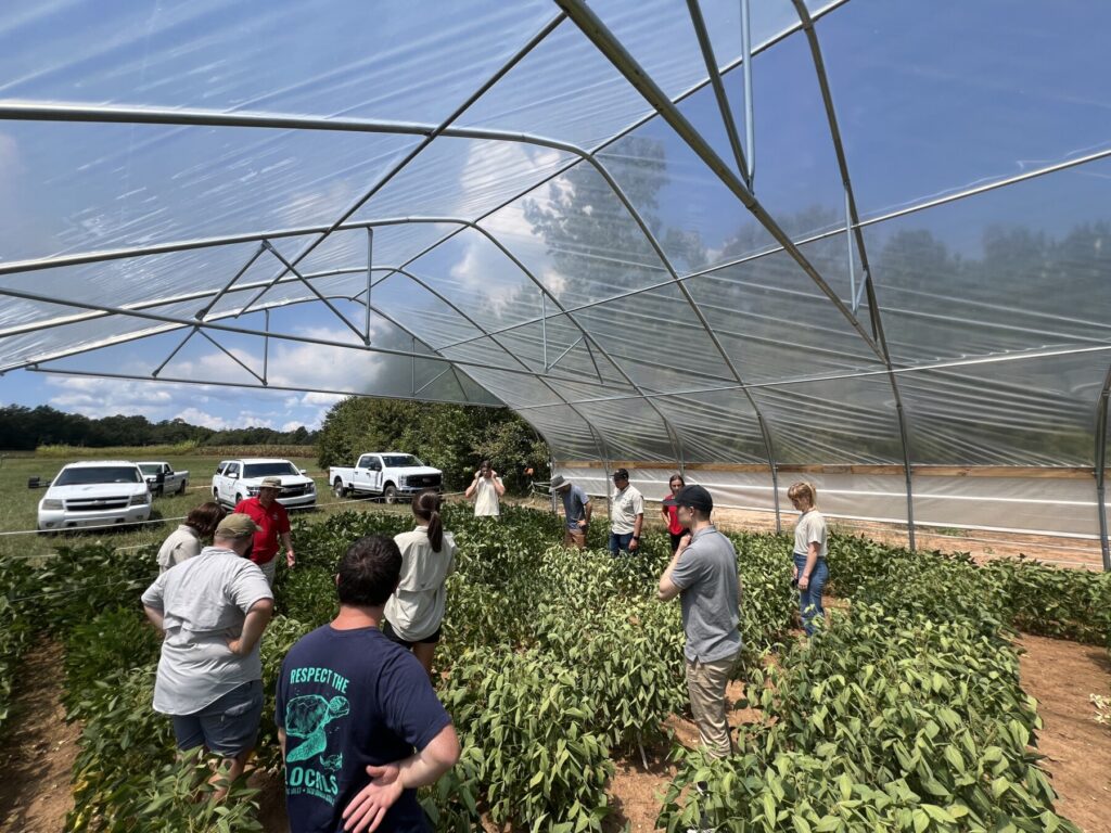 The soybean lab members standing among green soybean plants beneath the drought shelter (large view).