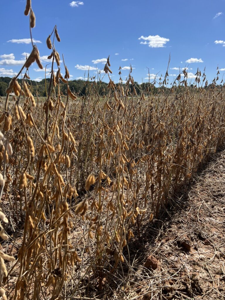 A row of soybean plants, ready to harvest (large view).