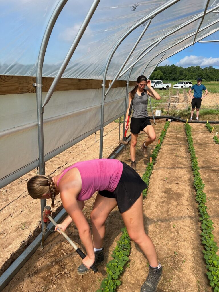 Students and staff fixing the drought structure in place with stakes (large view).