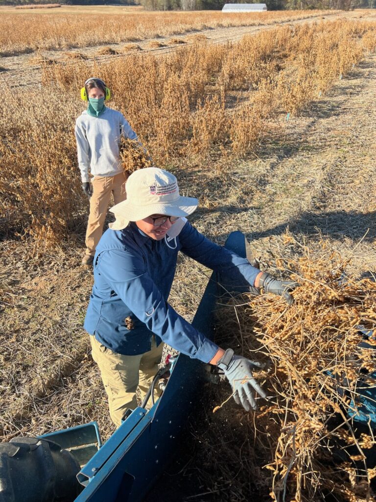 Habib tossing a bundle of soybean plants into the combine for threshing, with Sarah waiting next in line (large view).