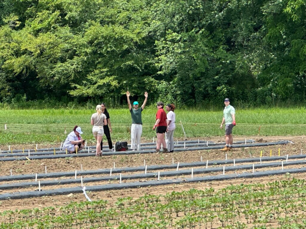 Students planting by hand in Blairsville (large view).