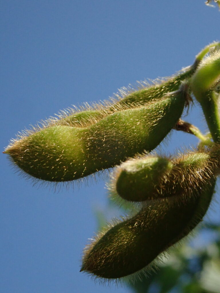Close-up of green soybean pods, showing pubescence (large view).