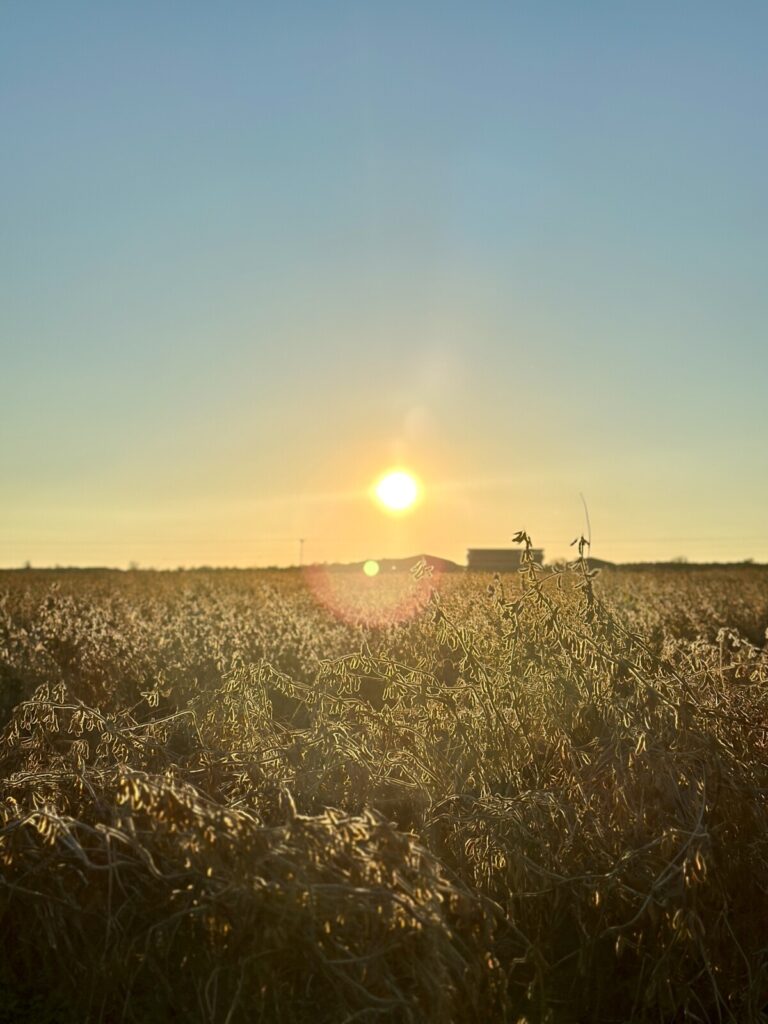 The sun setting over a soybean field (large view).